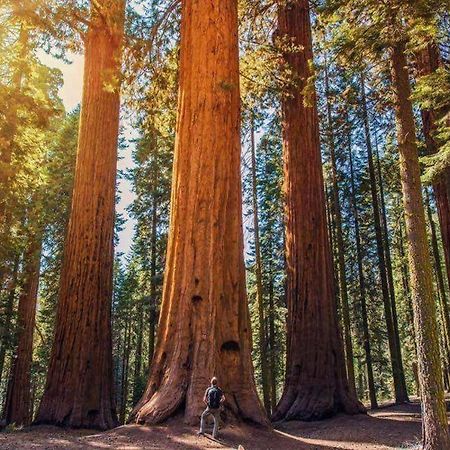 Вилла The Sequoia Hut! Три-Риверс Экстерьер фото