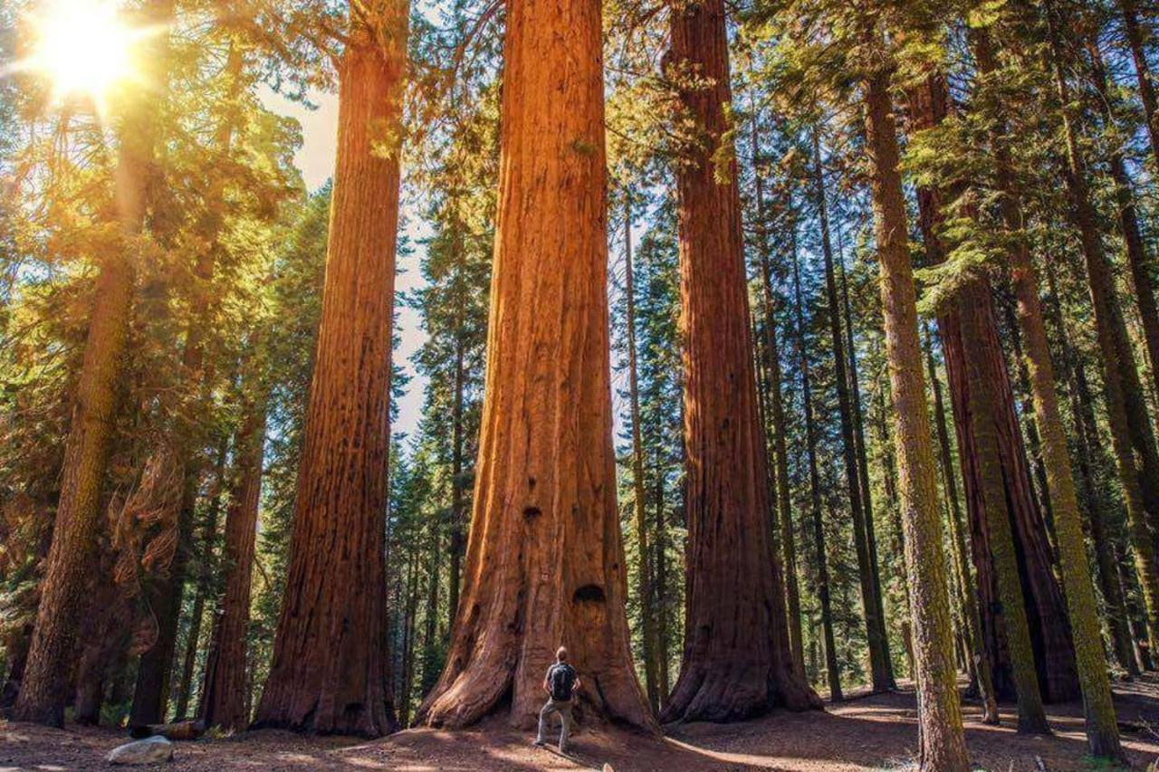 Вилла The Sequoia Hut! Три-Риверс Экстерьер фото